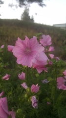 Malva moschata