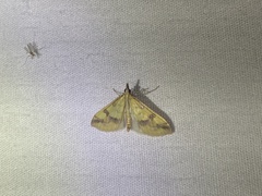 Choristostigma plumbosignalis