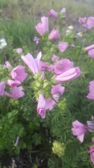 Malva moschata