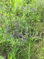 Vicia villosa villosa