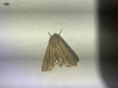 Mythimna oxygala