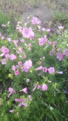 Malva moschata