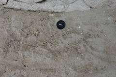 Nasua narica nelsoni