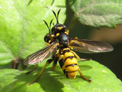 Conops ceriaeformis