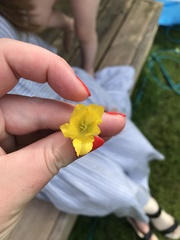 Lysimachia nummularia