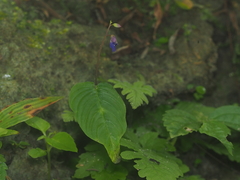 Rhynchoglossum