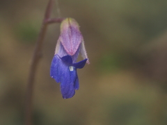 Rhynchoglossum