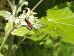 Hymenoptera