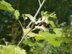 Hymenoptera