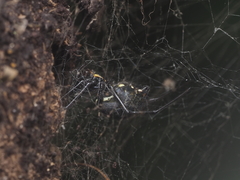 Nephilengys malabarensis