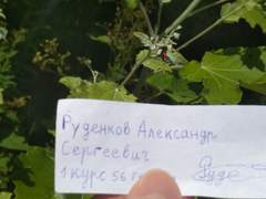 Hymenoptera