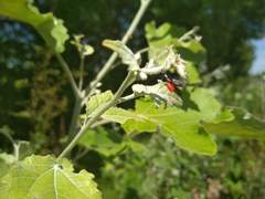 Hymenoptera