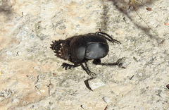 Scarabaeus pius