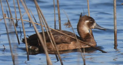 Netta erythrophthalma