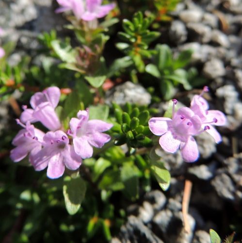 Image of Thymus mongolicus by no rights reserved