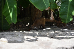 Nasua narica nelsoni