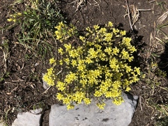 Draba densifolia