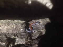 Plethodon yonahlossee