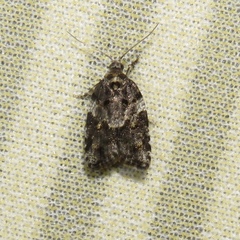 Acleris variana