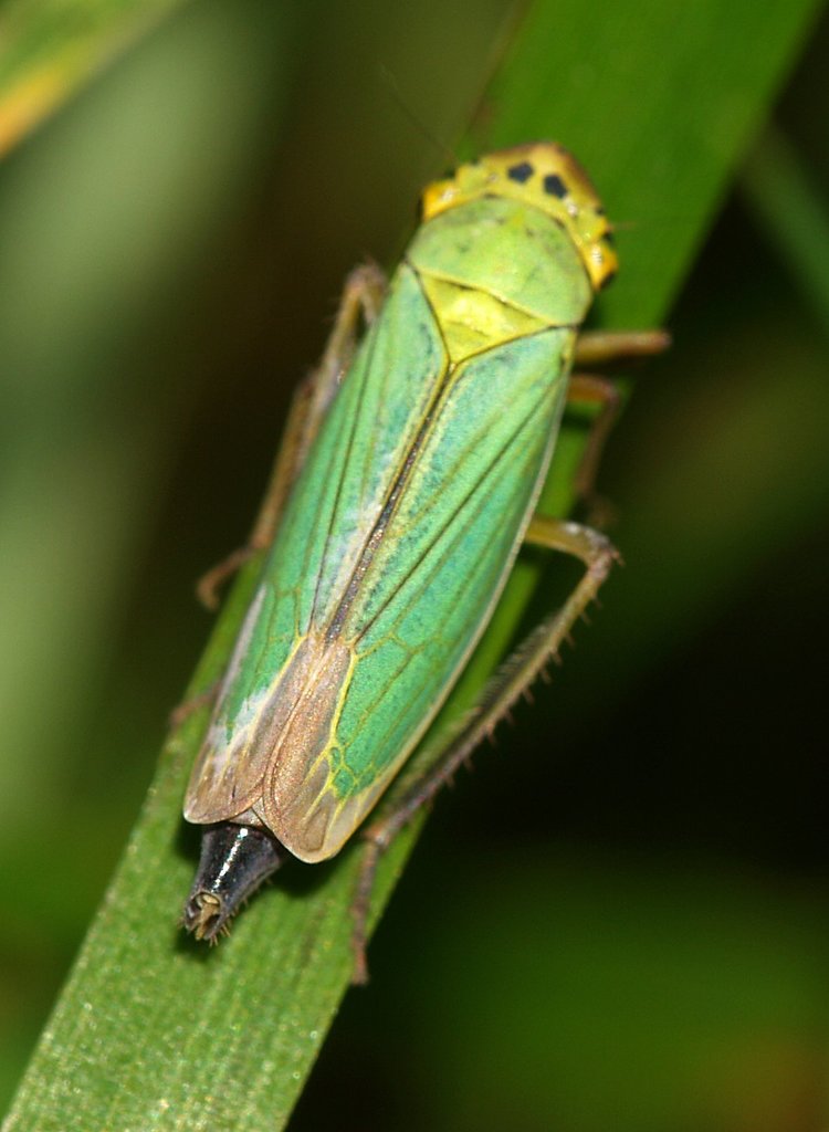 Green Leafhopper