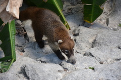 Nasua narica nelsoni