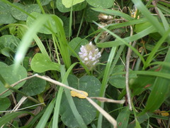 Uraria lagopodioides