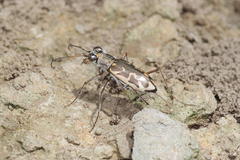Ellipsoptera cuprascens