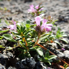 Thymus talijevii paucifolius