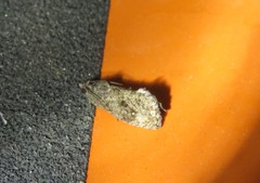 Gymnandrosoma punctidiscanum