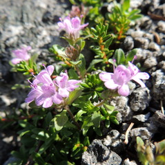 Thymus talijevii paucifolius
