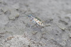 Ellipsoptera cuprascens