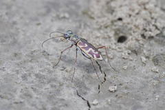 Ellipsoptera cuprascens
