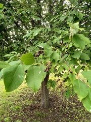 Prunus padus