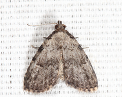 Dyspyralis puncticosta