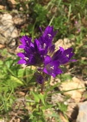 Campanula glomerata