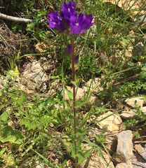 Campanula glomerata