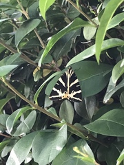 Euplagia quadripunctaria