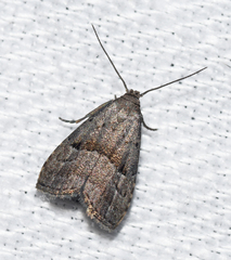 Hypenodes caducus