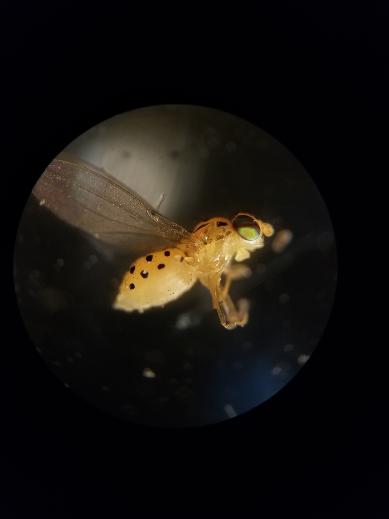 Asteia multipunctata