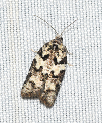 Acleris variana