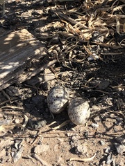 Chordeiles acutipennis