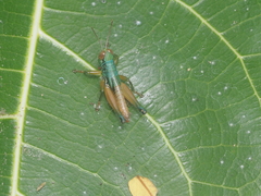 Caryanda spuria