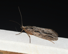 Phryganea cinerea