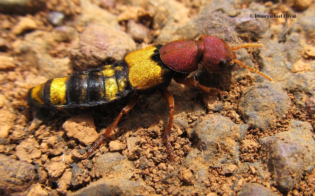 Chitocompsus semipurpureus