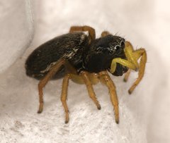 Heliophanus flavipes