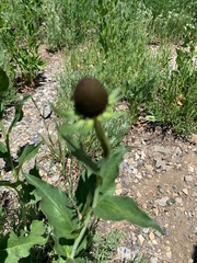 Rudbeckia occidentalis