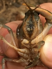 Cambarus latimanus