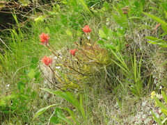 Castilleja miniata dixonii