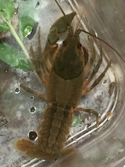 Cambarus latimanus