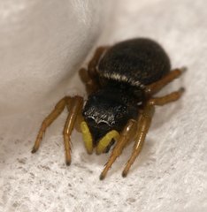 Heliophanus flavipes
